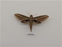 藏品(棕綠背線天蛾)的圖片